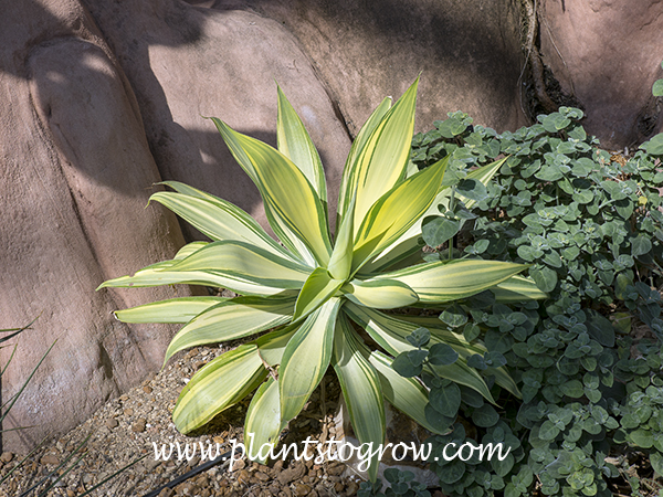 Variegated Fox Tail Agave (Agave atteunuata Varigata)
A very nice spineless Agave.